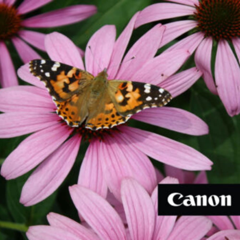 Canon Creator Lab | The Nature Walk