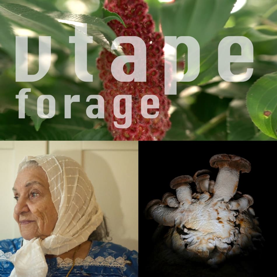VTAPE Forage